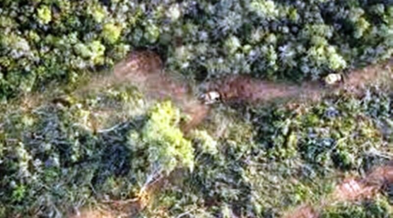 Salta, Multa al empresario “Braun Peña” por destrucción de bosques nativos.