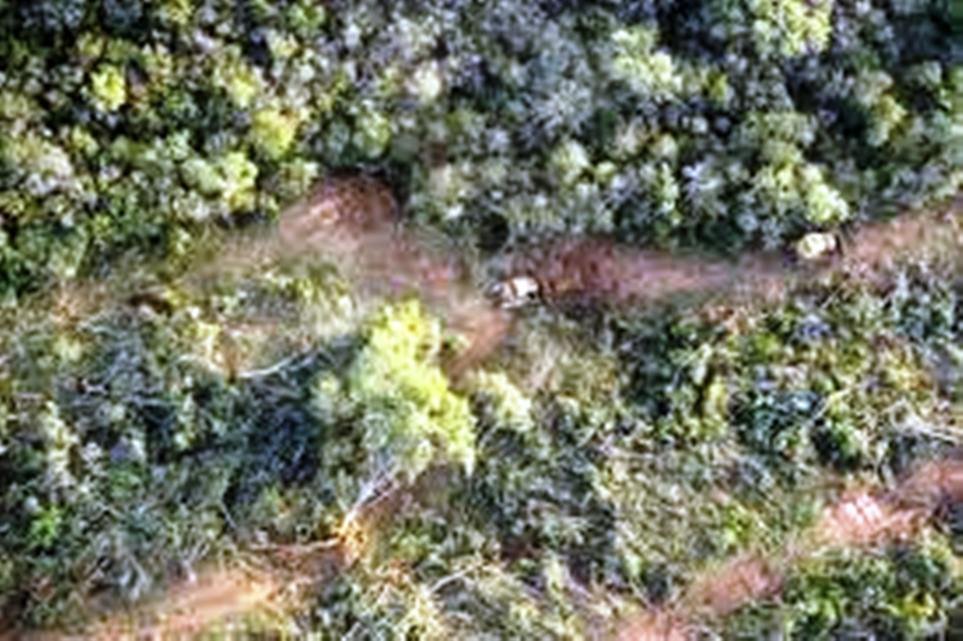 Salta, Multa al empresario "Braun Peña" por destrucción de bosques nativos.