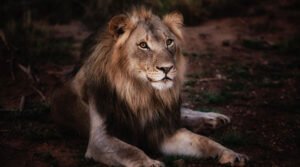 León