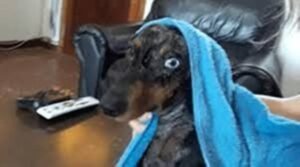 Cañuelas-se-robaron-un-perro-salchicha-de-adentro-de-su-casa.