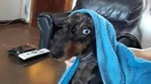 Cañuelas, se robaron un perro salchicha de adentro de su casa.