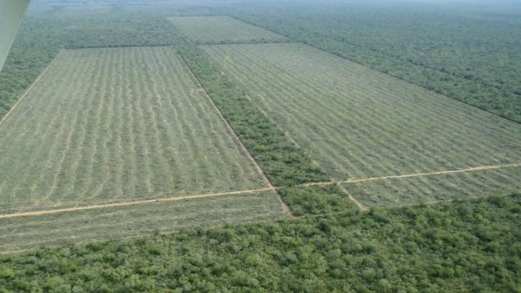 Greenpeace: “A pesar de la cuarentena, los desmontes no se detienen”