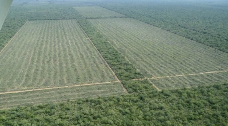 Greenpeace: “A pesar de la cuarentena, los desmontes no se detienen”