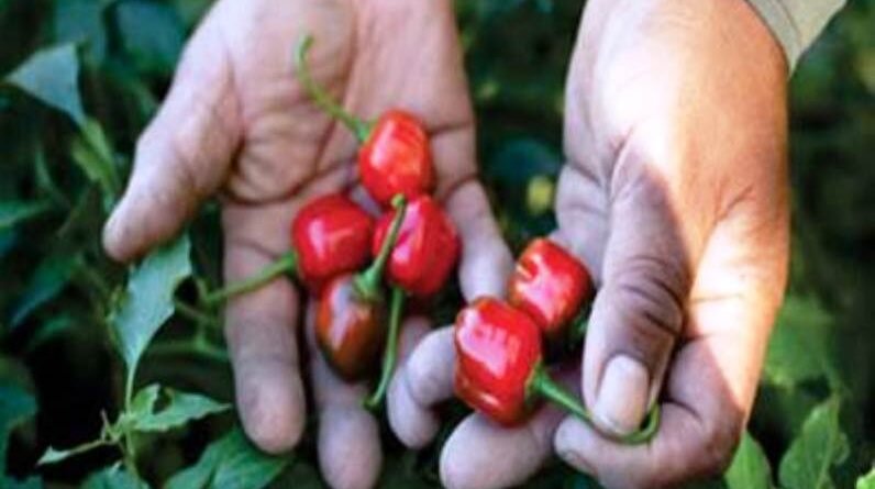 INTA: el programa Pro Huerta completó la distribución de semillas de la temporada otoño-invierno