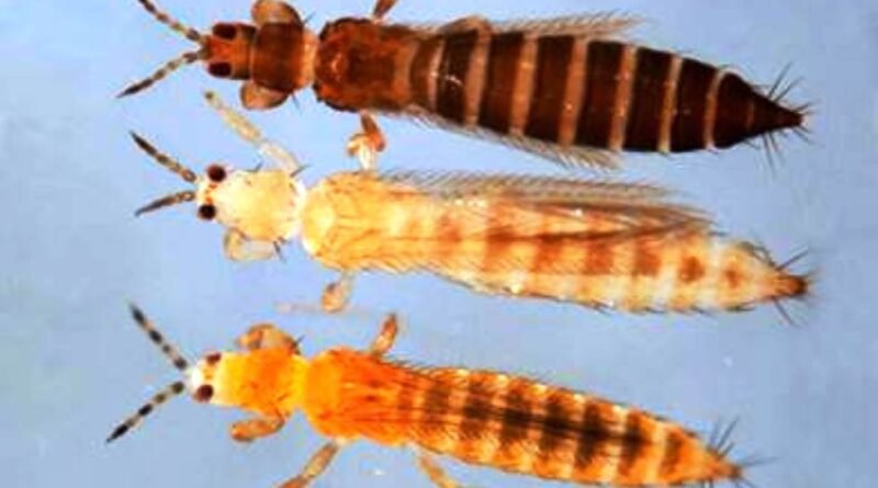 INTA AMBA Plagas animales en horticultura: el manejo sanitario es clave para que no perjudiquen los cultivos