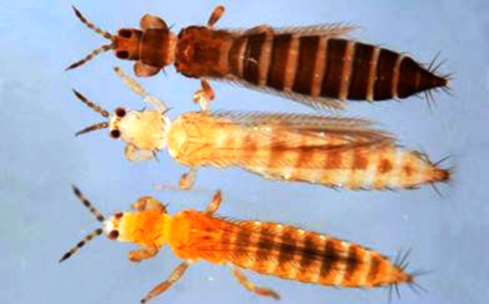 INTA AMBA Plagas animales en horticultura: el manejo sanitario es clave para que no perjudiquen los cultivos