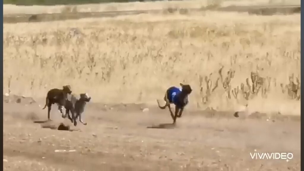Alex Campos, España Extremadura, pedido de Justicia por un Club Nacional de Galgos.