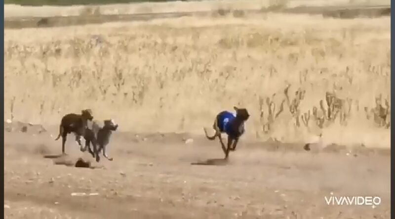 Alex Campos, España Extremadura, pedido de Justicia por un Club Nacional de Galgos.