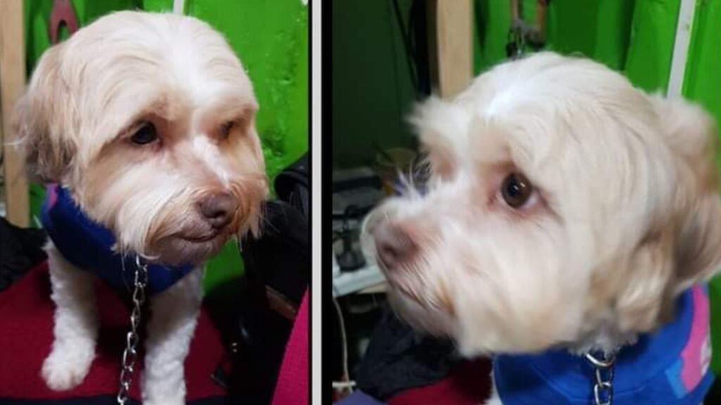 Cañuelas, apareció la mascota llamada Chiquita.