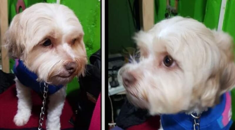 Cañuelas, apareció la mascota llamada Chiquita.