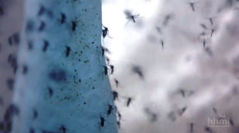 Mosquitos genéticamente modificados | Video HHMI BioInteractive