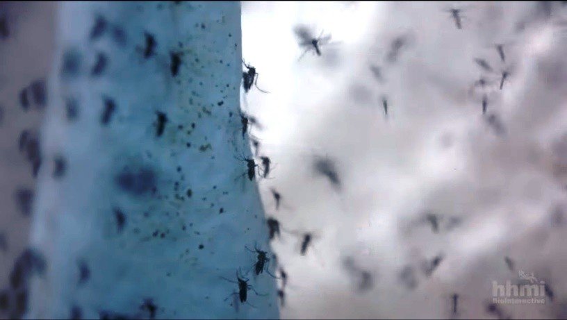 Mosquitos genéticamente modificados | Video HHMI BioInteractive