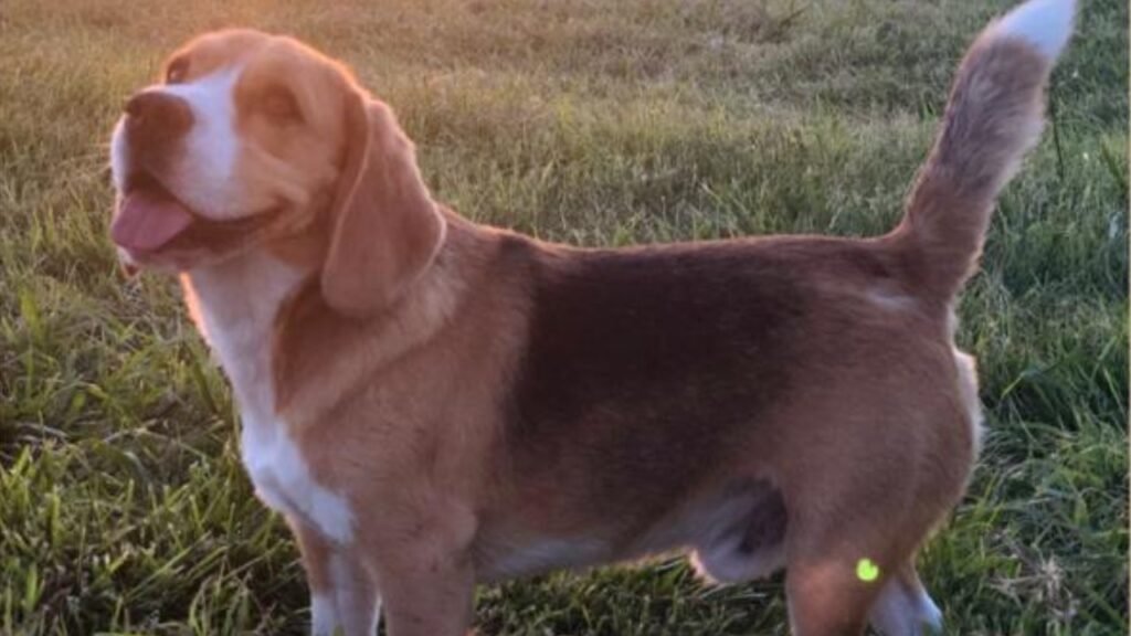 Cañuelas, Ruta Nacional 3 Km 76 se perdió una Mascota, ofrecen recompensa.