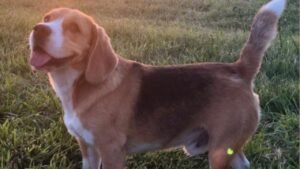 Cañuelas, Ruta Nacional 3 Km 76 se perdió una Mascota, ofrecen recompensa.