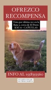 Cañuelas, ruta nacional 3 km 76 se perdió una mascota, ofrecen recompensa.