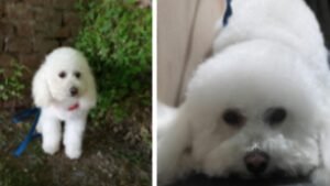 Cañuelas Uribelarrea - se perdió mascotas por pirotecnia, ofrecen recompensa.