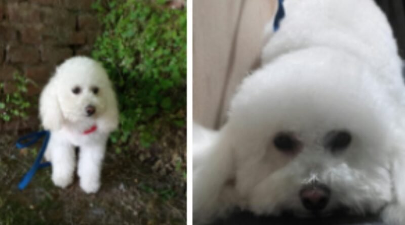 Cañuelas Uribelarrea - se perdió mascotas por pirotecnia, ofrecen recompensa.