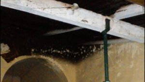Cañuelas – Detrás de la muerte del Delincuente armado.