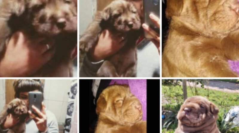 Cañuelas – se busca intensamente a un perrito fue atacado por cuatro perros galgos