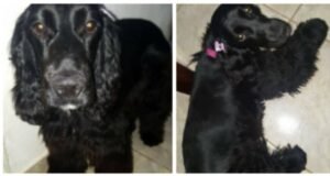 Cañuelas - Se busca con desesperación una Mascota de nombre Morita, hay recompensa!!