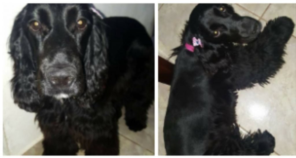 Cañuelas - Se busca con desesperación una Mascota de nombre Morita, hay recompensa!!