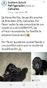 Cañuelas – se busca con desesperación una mascota de nombre morita, hay recompensa!!