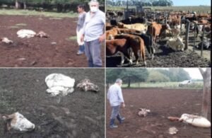 Cañuelas Robo de Ganado – dónde faenaron  3 animales a campo abierto.
