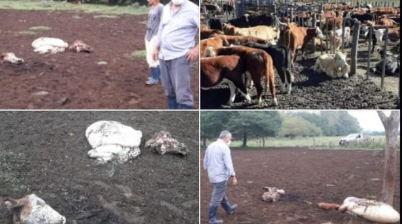 Cañuelas Robo de Ganado – dónde faenaron  3 animales a campo abierto.