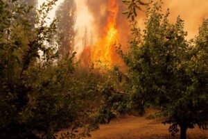 Incendios_forestales