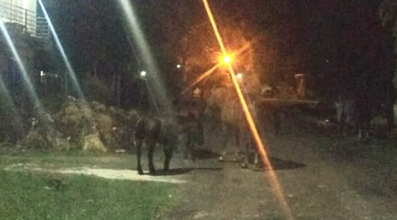 Los Pozos Cañuelas - Siguen los caballos sueltos, por las calles en tropilla.