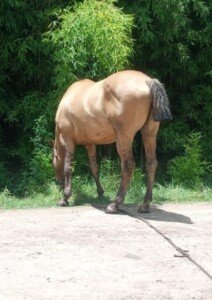 Los pozos cañuelas – siguen los caballos sueltos, por las calles en tropilla.