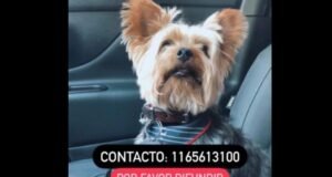 Cañuelas - Camino  por Udaondo se perdió un perrito