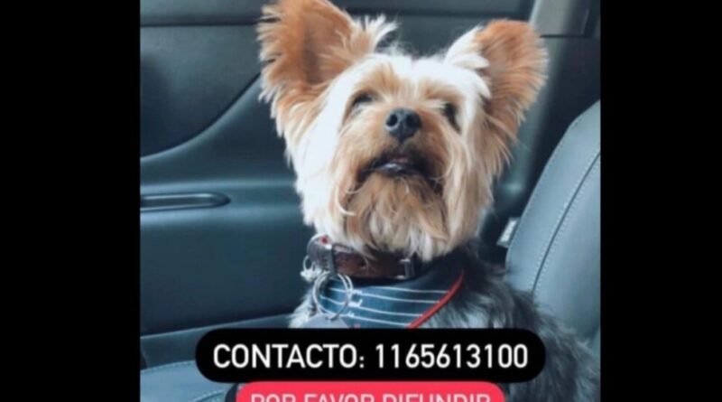 Cañuelas - Camino  por Udaondo se perdió un perrito
