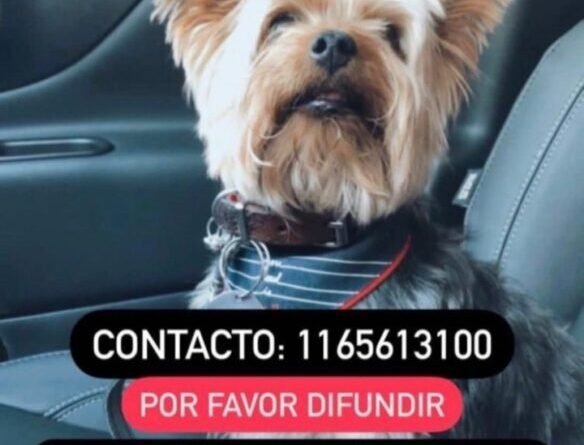 Cañuelas - Camino  por Udaondo se perdió un perrito- 