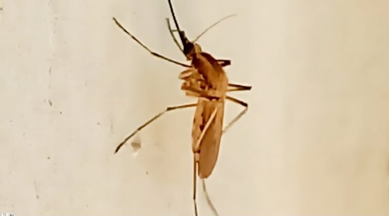 ¡Mantén alejados a los mosquitos con repelentes caseros!