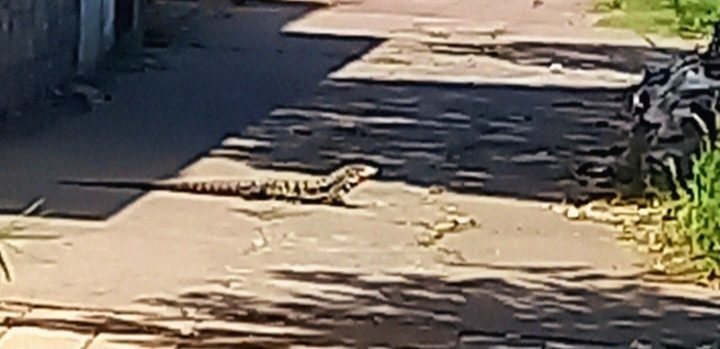El Lagarto Overo: Un Inusual Inquilino en el Centro de Cañuelas