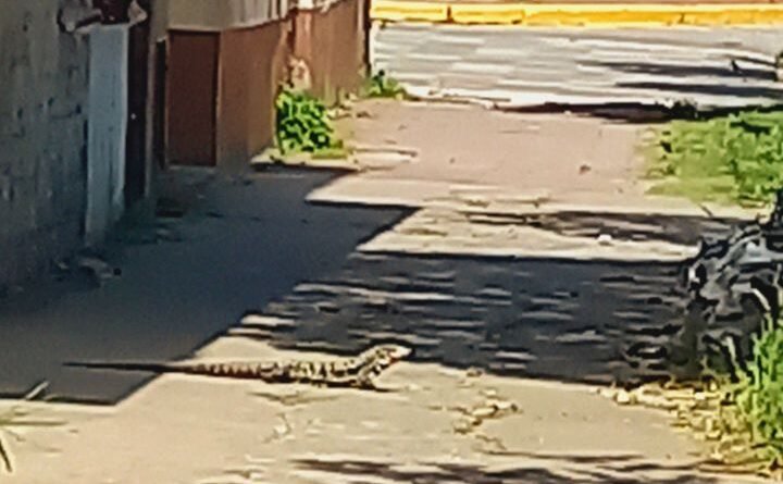 El Lagarto Overo: Un Inusual Inquilino en el Centro de Cañuelas- 