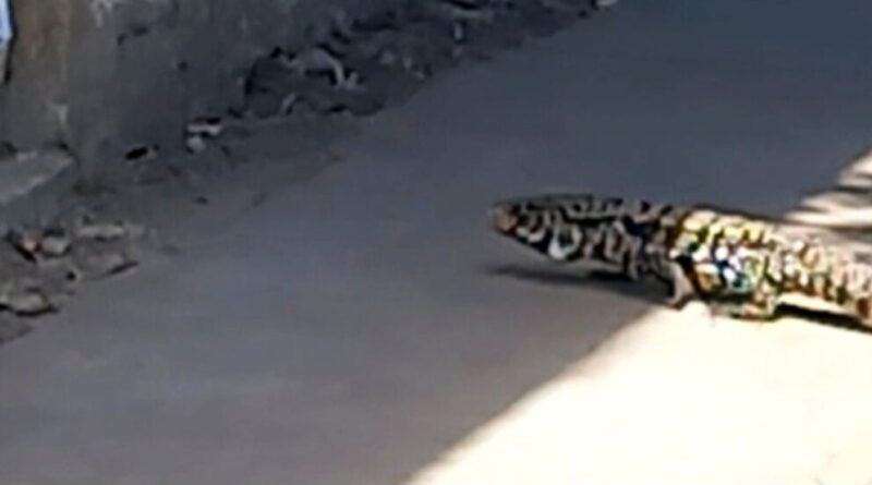 El Lagarto Overo: Un Inusual Inquilino en el Centro de Cañuelas- 