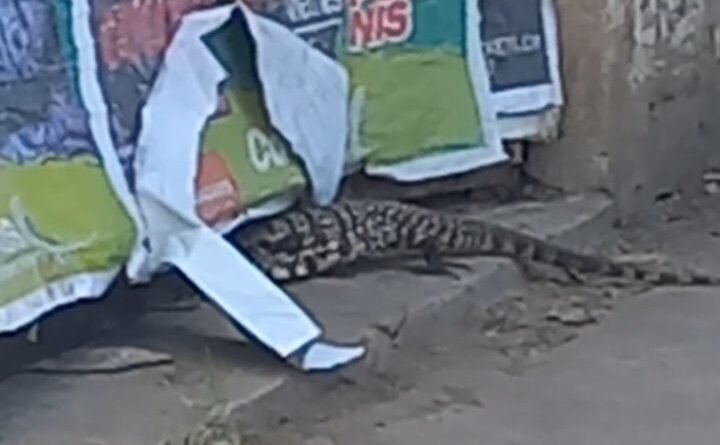 El Lagarto Overo: Un Inusual Inquilino en el Centro de Cañuelas- 