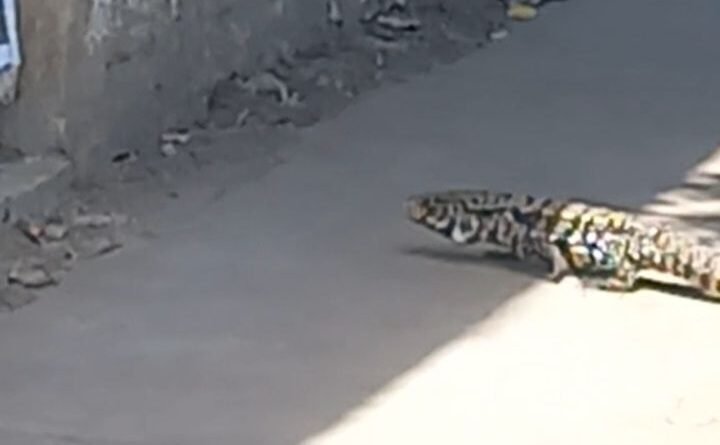 El Lagarto Overo: Un Inusual Inquilino en el Centro de Cañuelas- 