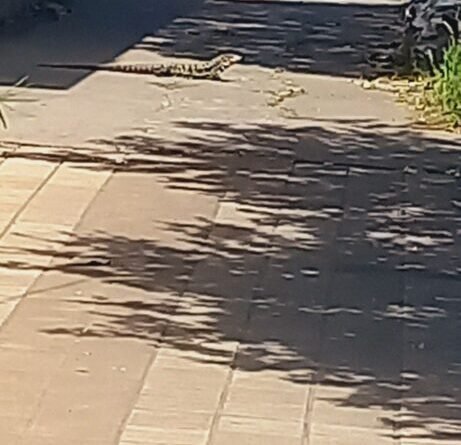 El Lagarto Overo: Un Inusual Inquilino en el Centro de Cañuelas- 