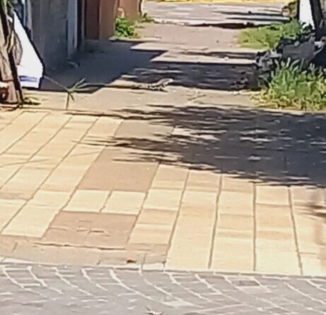 El Lagarto Overo: Un Inusual Inquilino en el Centro de Cañuelas- 