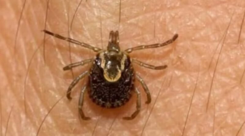 Primer Hallazgo de la Garrapata Amblyomma sculptum en Entre Ríos: Implicancias Médicas y Precauciones
