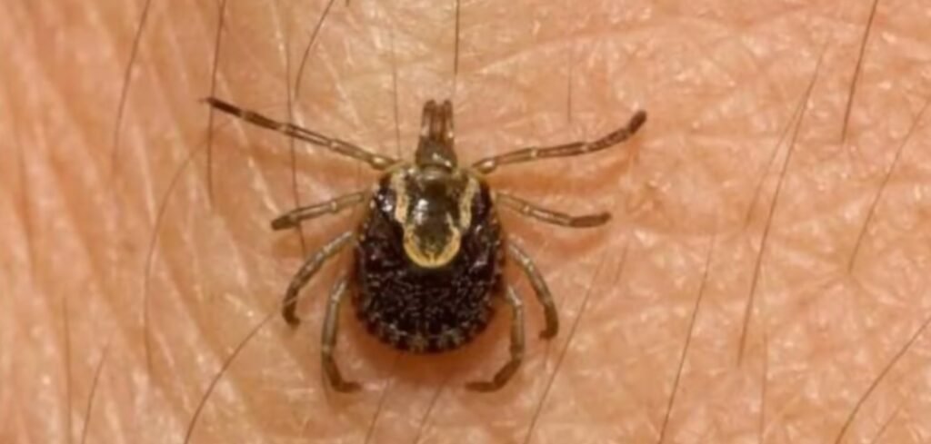 Primer Hallazgo de la Garrapata Amblyomma sculptum en Entre Ríos: Implicancias Médicas y Precauciones