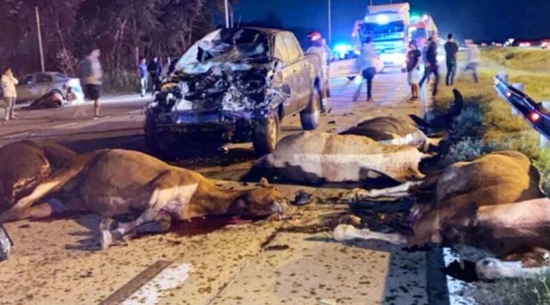 Cañuelas Puesto viejo - Muere una mujer por tragedia caballos sueltos en Ruta 6