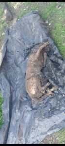 Máximo Paz Cañuelas – Rescatan Perros Víctimas de Crueldad y Detienen a Imputado por Maltrato Animal.