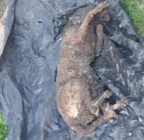 Máximo Paz Cañuelas – Rescatan Perros Víctimas de Crueldad y Detienen a Imputado por Maltrato Animal.