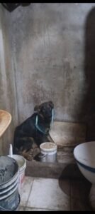 Máximo Paz Cañuelas – Rescatan Perros Víctimas de Crueldad y Detienen a Imputado por Maltrato Animal.