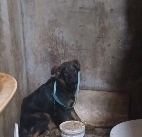 Máximo Paz Cañuelas – Rescatan Perros Víctimas de Crueldad y Detienen a Imputado por Maltrato Animal.