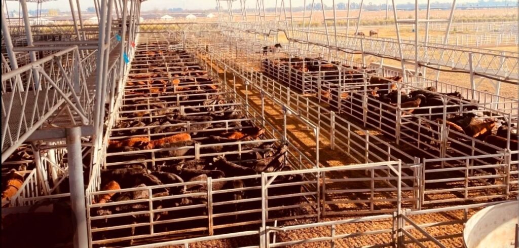 Cañuelas consolida su liderazgo agroganadero con precios récord y un polo de negocios en expansión